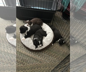 Australian Shepherd Litter for sale in KALAMAZOO, MI, USA