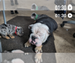 Small Photo #1 English Bulldog Puppy For Sale in COCHRANVILLE, PA, USA