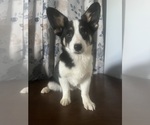 Small #57 Aussie-Corgi