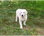 Small #3 English Cream Golden Retriever