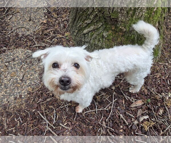 Medium Photo #3 Maltese-Unknown Mix Puppy For Sale in Princeton, MN, USA