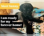 Image preview for Ad Listing. Nickname: Sunny
