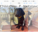 Small Photo #17 Labrador Retriever Puppy For Sale in MARIETTA, GA, USA