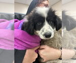 Lady Zebra Popcorn Crunchington - Female Pyrenees Border Collie Dog for Adoption - Small photo