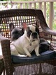 Small Photo #1 French Bulldog Puppy For Sale in GAINESVILLE, GA, USA