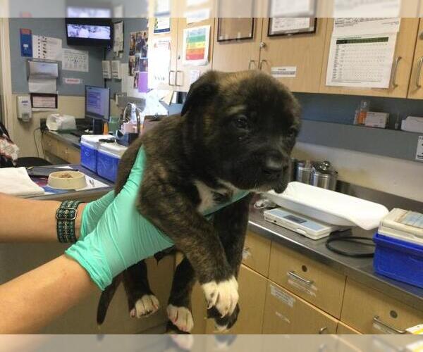 Medium Photo #1 Australian Shepherd-German Shepherd Dog Mix Puppy For Sale in Riverside, CA, USA