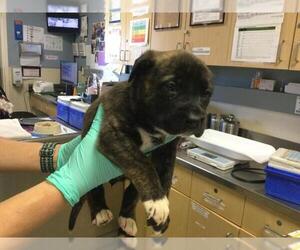 Australian Shepherd-German Shepherd Dog Mix Dogs for adoption in Riverside, CA, USA