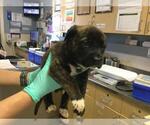 Small Australian Shepherd-German Shepherd Dog Mix