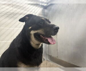 Labrador Retriever-Unknown Mix Dogs for adoption in San Bernardino, CA, USA