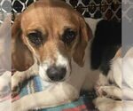 Small #1 Beagle Mix