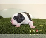 Small Photo #6 American Bully Puppy For Sale in BALTIMORE, MD, USA