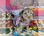 Small #2 Morkie