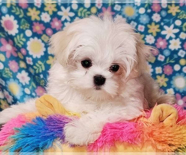 Medium Photo #1 Maltese Puppy For Sale in BRANDON, MS, USA