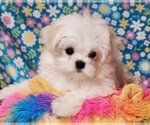 Maltese Puppy for sale in BRANDON, MS, USA