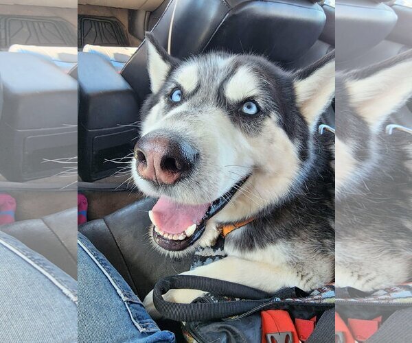 Medium Photo #1 Siberian Husky Puppy For Sale in Cedar Crest, NM, USA