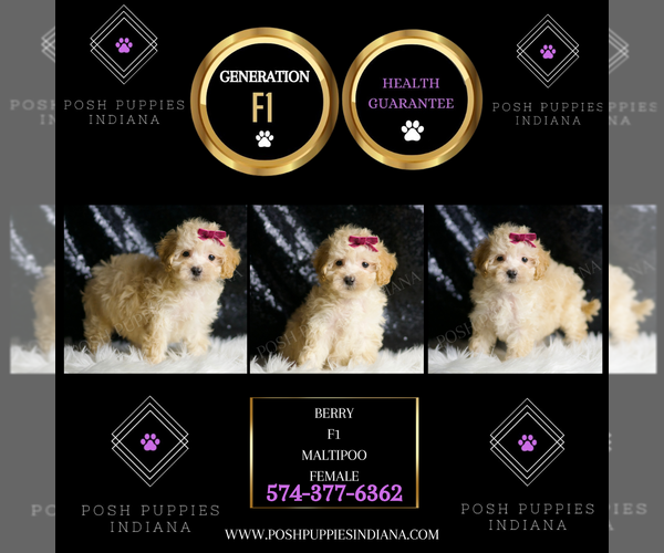 Medium Photo #137 Maltipoo Puppy For Sale in WARSAW, IN, USA