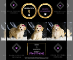 Small Photo #137 Maltipoo Puppy For Sale in WARSAW, IN, USA