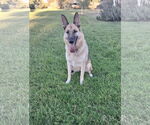 Small #1 German Shepherd Dog
