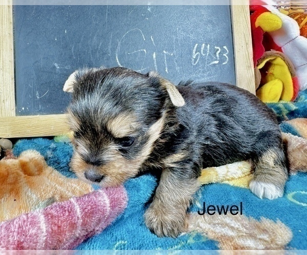 Medium Photo #7 Yorkshire Terrier Puppy For Sale in CASSVILLE, MO, USA