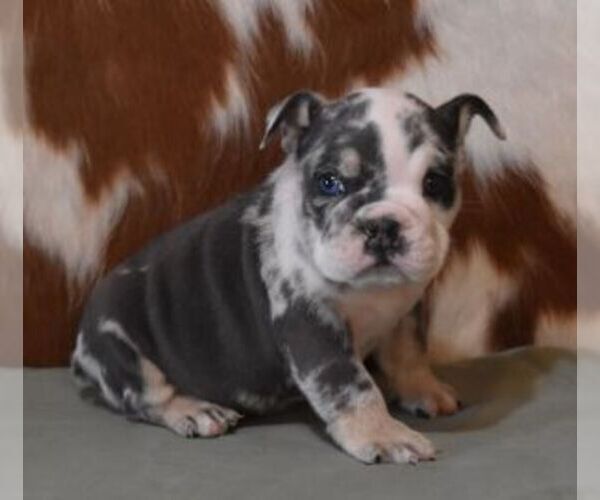 Medium Photo #2 English Bulldog Puppy For Sale in MARSHFIELD, MO, USA