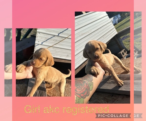 Medium Photo #1 Labrador Retriever Puppy For Sale in LUMBERTON, NC, USA