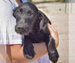 Small #2 Irish Wolfhound Mix