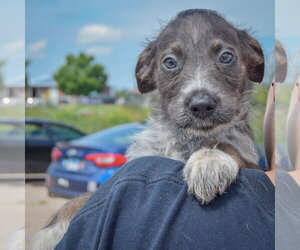 Corbin - Male Mutt Dog for Adoption - Photo #4