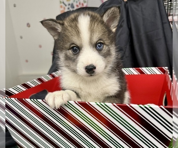 Medium Photo #3 Pomsky-Shiba Inu Mix Puppy For Sale in NASHUA, NH, USA