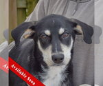 Small Siberian Husky Mix
