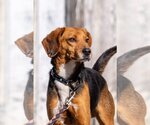 Small Photo #1 Beagle-Unknown Mix Puppy For Sale in Rustburg, VA, USA