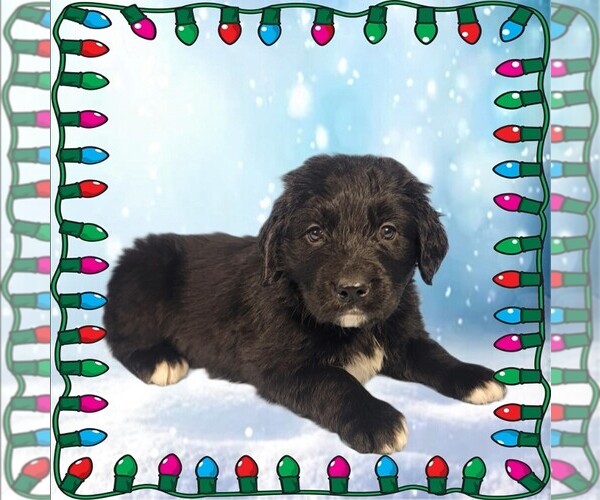 Medium Photo #82 Golden Mountain Dog Puppy For Sale in BLACK FOREST, CO, USA