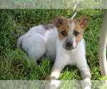 Small #2 Mutt