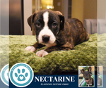 Small #1 Boxer Mix