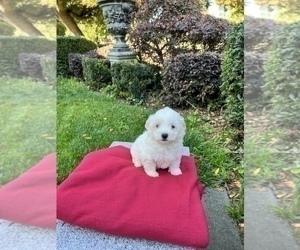 Maltese Dog for Adoption in HAYWARD, California USA