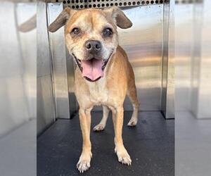 Pug-Unknown Mix Dogs for adoption in Grand Prairie, TX, USA