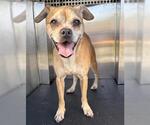 Small Pug Mix