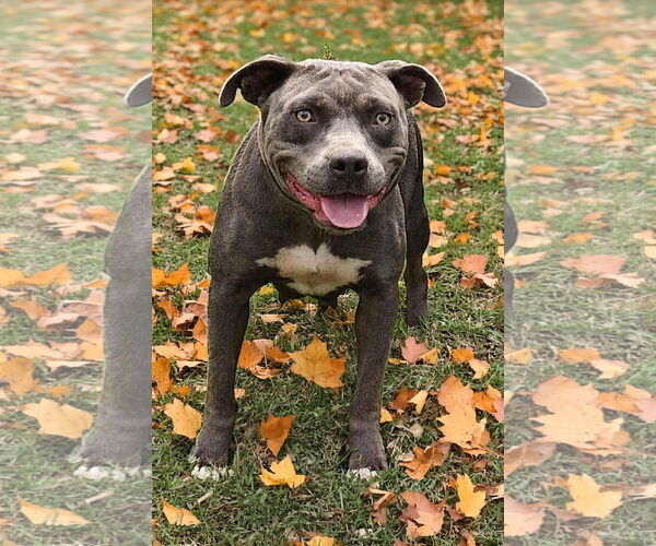 Medium Photo #1 American Pit Bull Terrier Puppy For Sale in Talladega, AL, USA