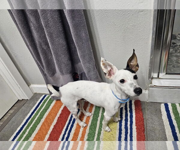 Medium Photo #1 Rat Terrier Puppy For Sale in Euless, TX, USA