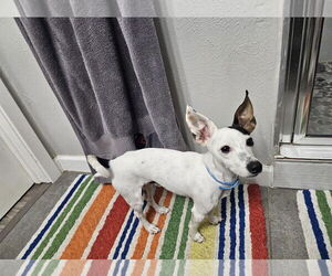 Rat Terrier Dogs for adoption in Euless, TX, USA