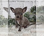 Small #19 Chihuahua