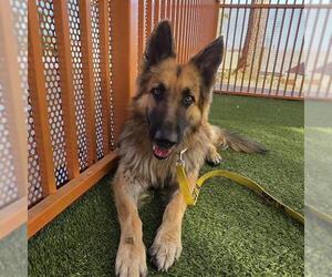 German Shepherd Dog-Unknown Mix Dogs for adoption in Las Vegas, NV, USA
