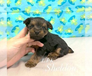 Yorkshire Terrier Puppy for sale in WINNSBORO, LA, USA