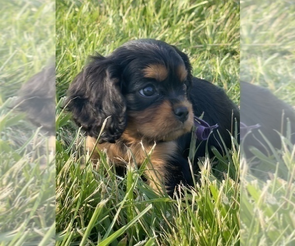 Medium Photo #1 Cavalier King Charles Spaniel Puppy For Sale in BALTIMORE, OH, USA