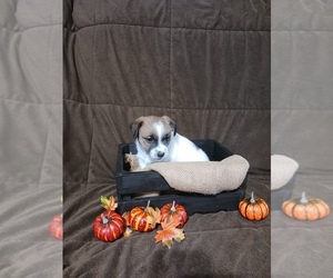 Jack Russell Terrier Puppy for sale in HUNTINGBURG, IN, USA