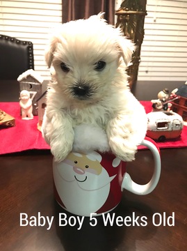 Medium Photo #1 Maltese Puppy For Sale in DAWSONVILLE, GA, USA
