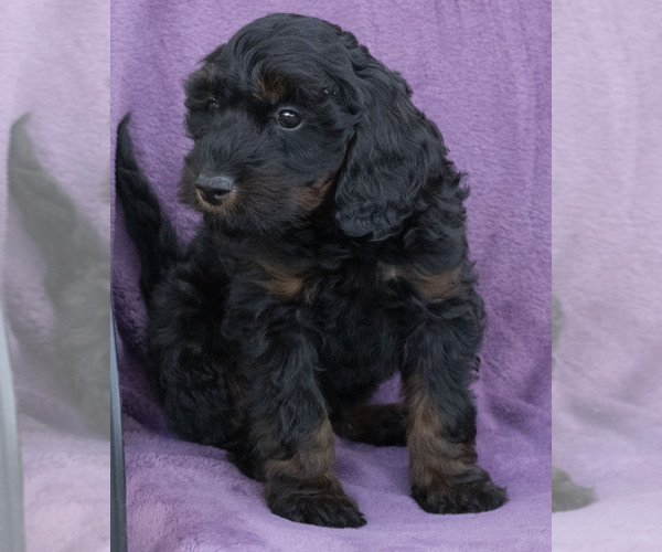 Medium Photo #4 Cavapoo (Miniature)-Goldendoodle Mix Puppy For Sale in SAINT MARYS, KS, USA