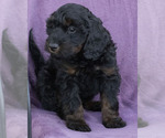 Small Photo #25 Cavapoo (Miniature)-Goldendoodle Mix Puppy For Sale in SAINT MARYS, KS, USA