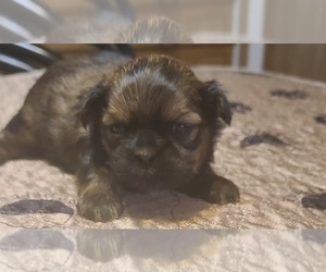 Shih Tzu Puppy for sale in BELLEVILLE, MI, USA