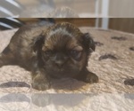 Small Photo #1 Shih Tzu Puppy For Sale in BELLEVILLE, MI, USA