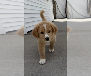 Labrador Retriever-Unknown Mix Dogs for adoption in Aurora, IN, USA